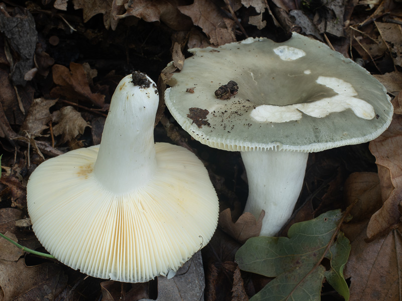 Russula pseudoaeruginea